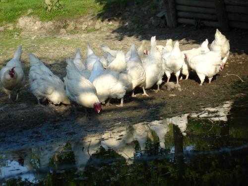 La Ferme Du Pressoir Guest House