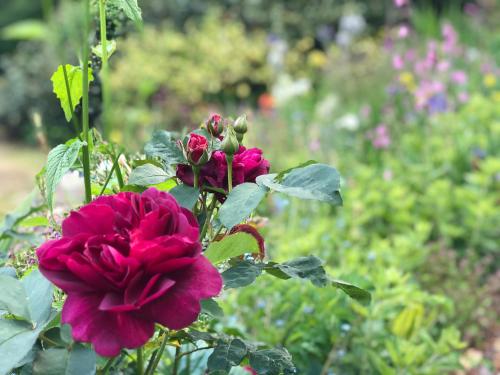 The Patio Flat Liskeard - image 4