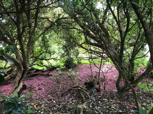 The Patio Flat Liskeard - image 6