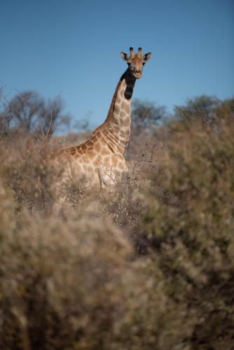 Morakane Safari Lodge