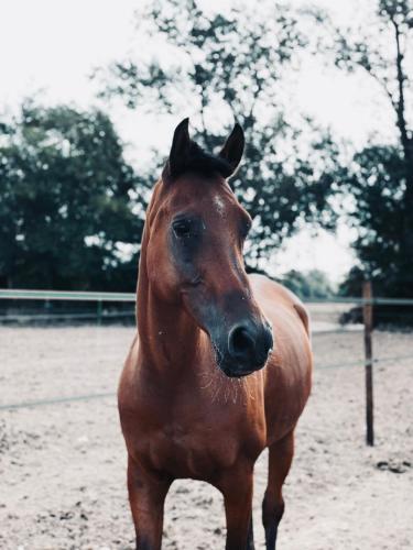 Cal Robusto, Apartament in Masía with horses