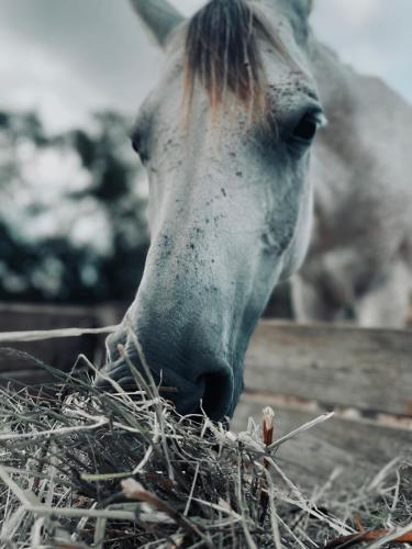 Cal Robusto, Apartament in Masía with horses