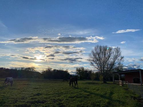 Cal Robusto, Apartament in Masía with horses