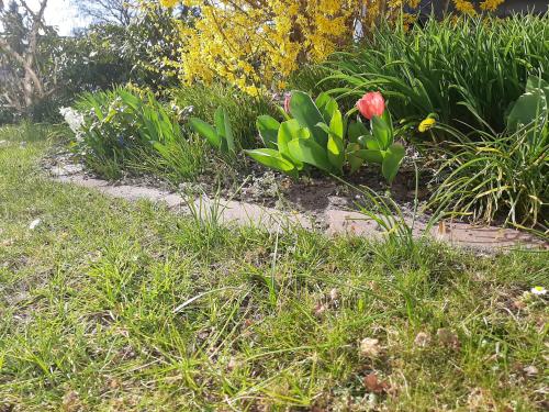 花園, Gartenblick Trebbin in 特瑞賓