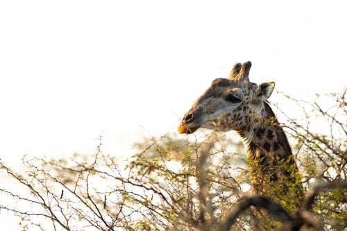 Zululand Lodge