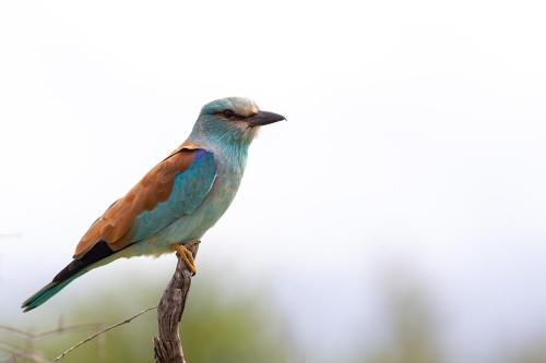 Zululand Lodge Zululand Lodge