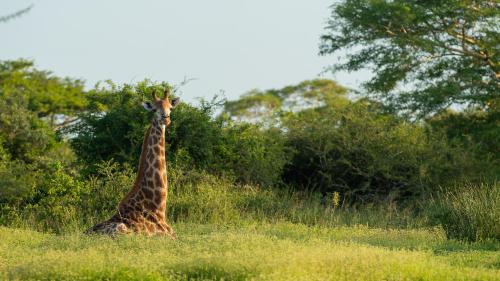 Zululand Lodge Zululand Lodge