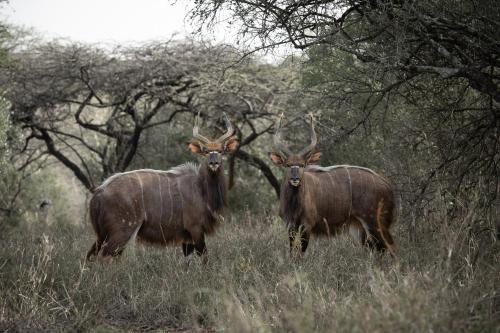 Zululand Lodge