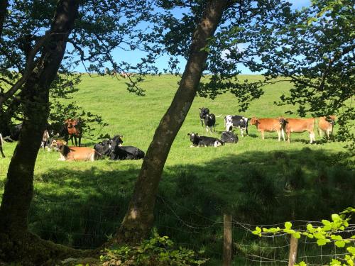 Cornwall Holiday Cottage gîte à louer Davidstow