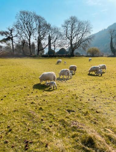 Glendalough International Youth Hostel