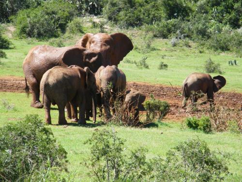 Kudu Ridge Game Lodge