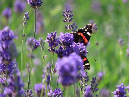 View, Noan Country House B&B in Cashel