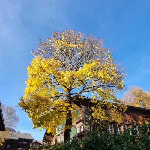 Snow+Surf B&B in Lauenen Bei Gstaad