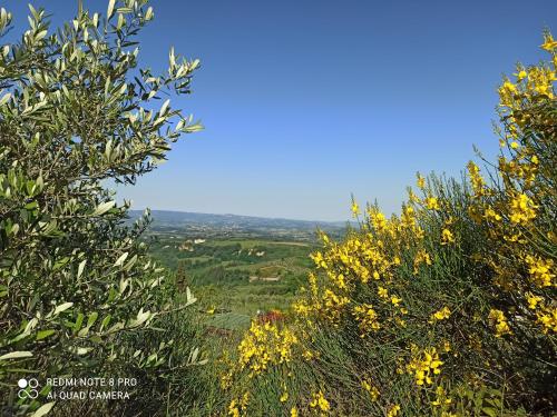 Poggio dei Carli - Tignano