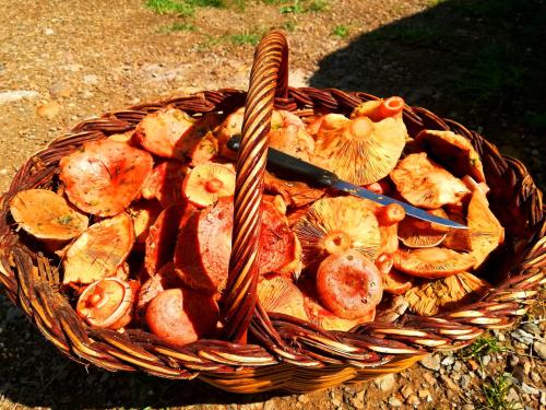 El floc de Neu - Camprodon