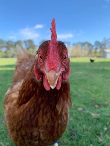 Farm Stay MAPLE Cottage at Wilindi Estate