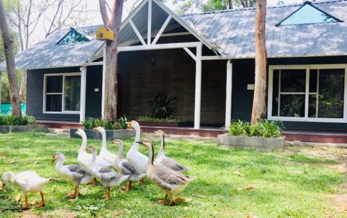 1000 SILVERS -Farm Stay - image 2