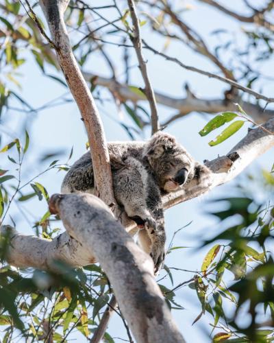 Port Stephens Koala Sanctuary