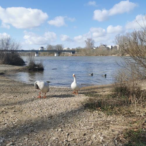 Közeli látványosságok, Chambre Jungle - Tout confort Saint Marceau in Sud Loire
