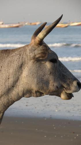 KASA HIBISCUS à 50 M DE LA PLAGE (KASA HIBISCUS a 50 M DE LA PLAGE) in Kafountine