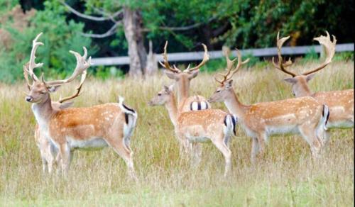 Large modern self contained apartment in Lymington