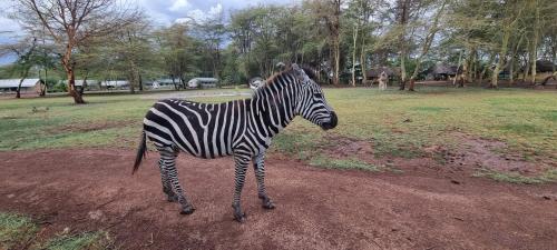 . Africa Safari Lake Manyara located inside a wildlife park