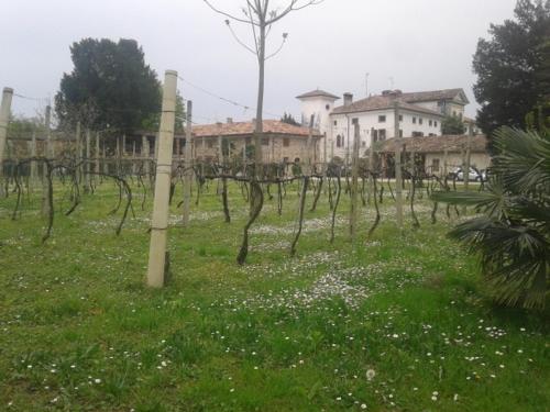 Alloggio Agrituristico Conte Ottelio - image 3