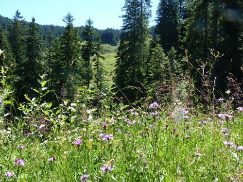 Almblick Ferienwohnung in Balderschwang