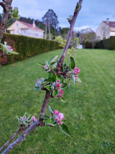  A Chamiseiriña in Padrón