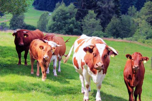 施瓦扎瓦尔德霍夫度假屋 施瓦扎瓦尔德霍夫度假屋