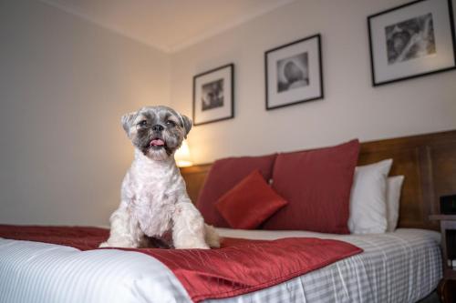 King Room - Pet Friendly