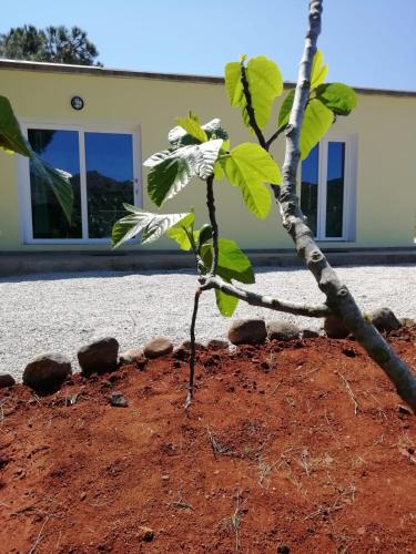  La casa dei fichi in Porto Azzurro