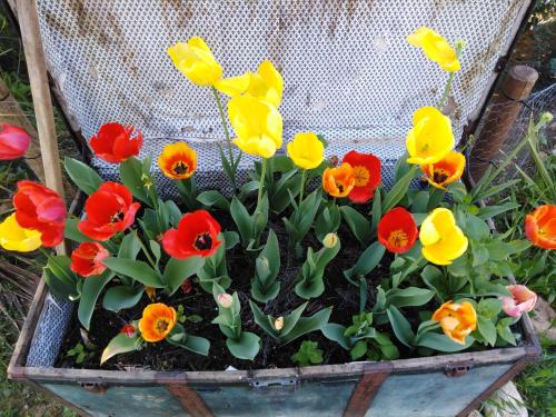  The Fool and The Princess ~Wooden Houses~ in 46001 Valencia