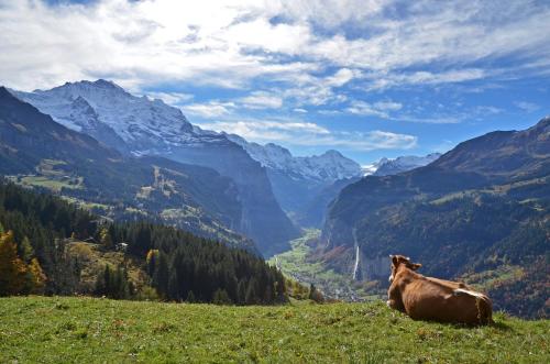 Arenas Resort Victoria-Lauberhorn - image 13