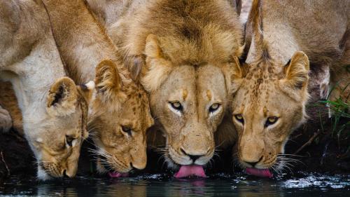 Geiger's Camp in Timbavati Game Reserve by NEWMARK