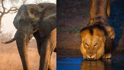 Geiger's Camp in Timbavati Game Reserve by NEWMARK