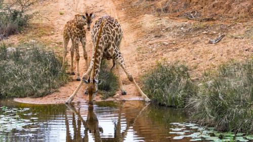 Geiger's Camp in Timbavati Game Reserve by NEWMARK