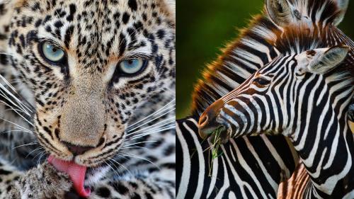 Geiger's Camp in Timbavati Game Reserve by NEWMARK