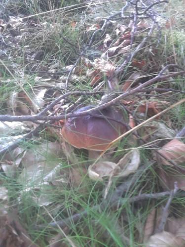 Apartamentypomorze - image 9