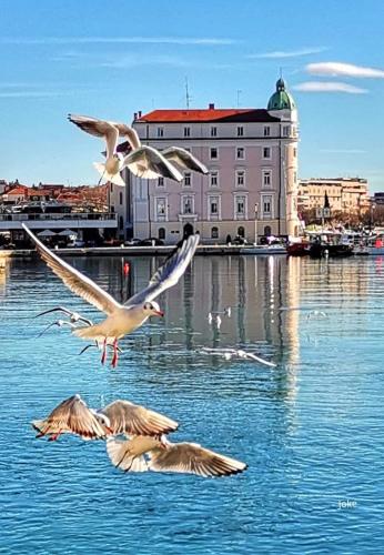 Luxury Apartment Spalato 2