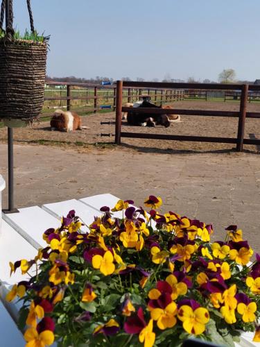  Bed & breakfast Achter ons huis in Berlicum