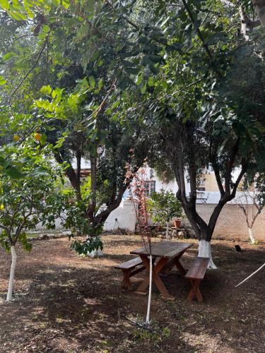 Two Olive Trees, Spetses (foto 7)