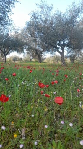 Sparta Filoxenia House in 法里斯