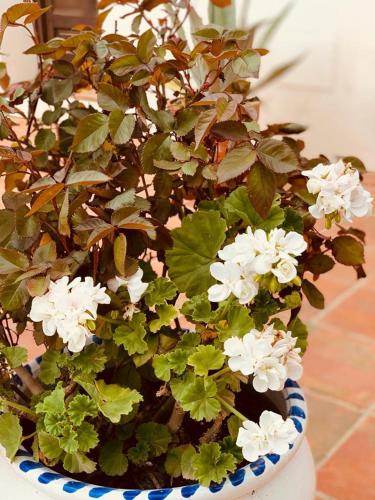 Hotel Rural Hacienda Puerto de las Muelas in Ronda