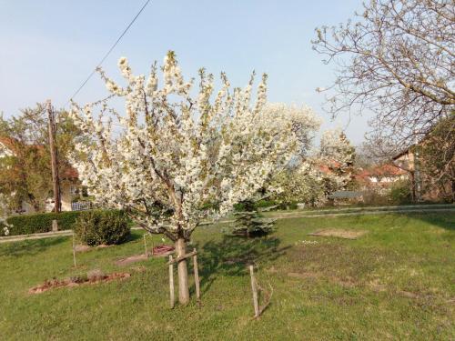 Panoráma Pihenőház (Panorama Pihenohaz) in Balatonalmadi