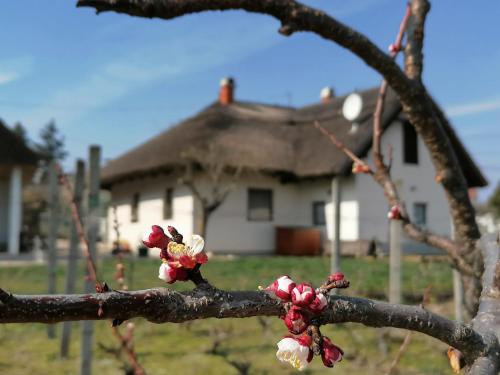 Accommodation in Sukoró