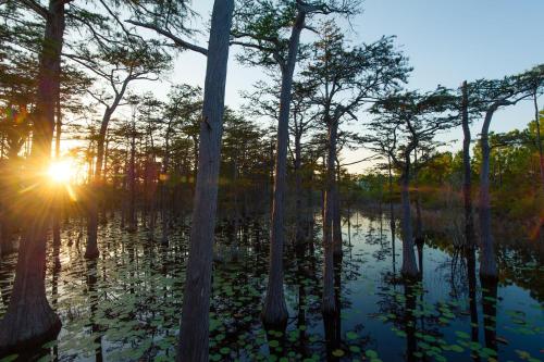 Surfin' Turtle by RealJoy - image 2