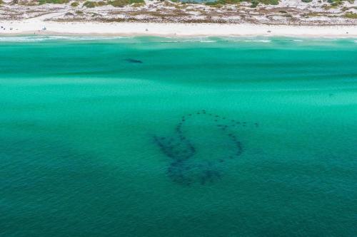 Surfin' Turtle by RealJoy - image 9