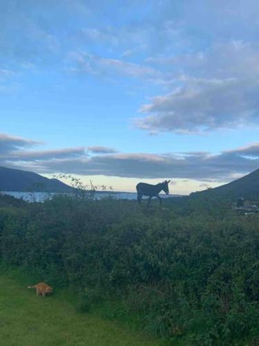 An Bothán-Cosy Cottage in the Cooley Mountains (An Bothan-Cosy Cottage in the Cooley Mountains) in Dundalk