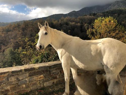 Superbe maison dans village au coeur de la Corse A casa Suttana